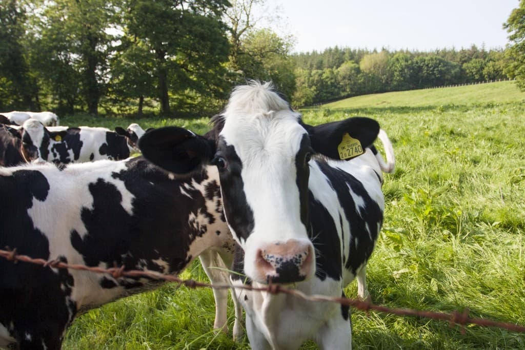 farm images
